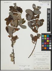 Salix appendiculata Vill. x Salix caprea L.